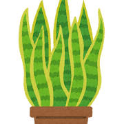 観葉植物